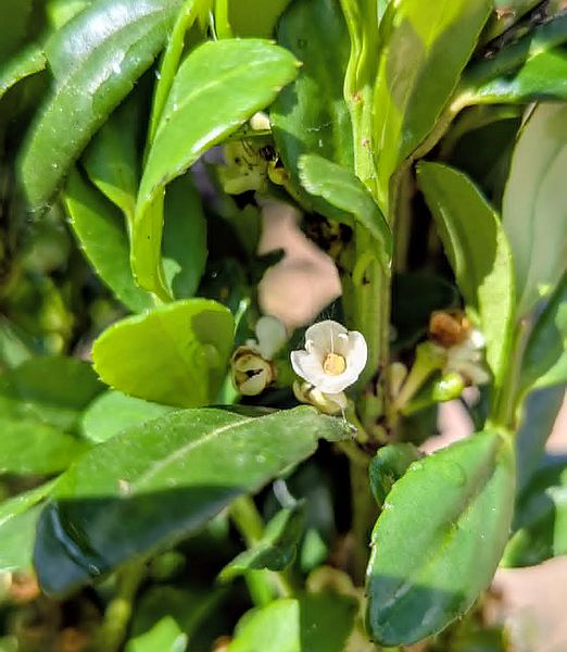 Ilex crenata 'Fastigiata'